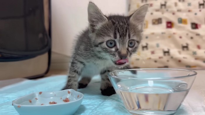 水を飲む子猫