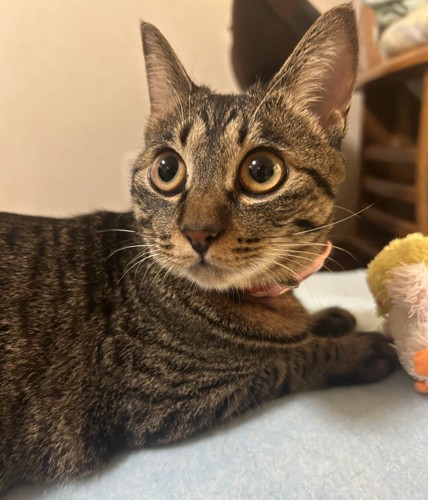 目が丸い猫