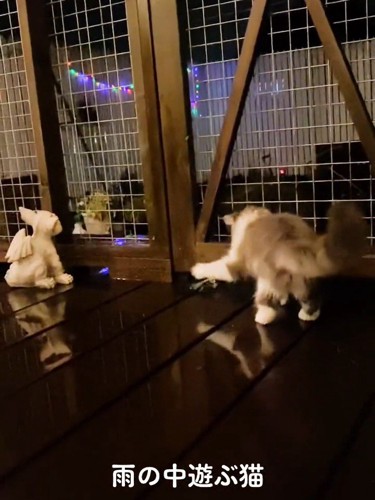 前足をあげる猫