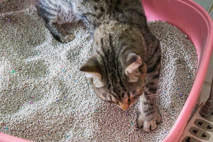 トイレに居る猫