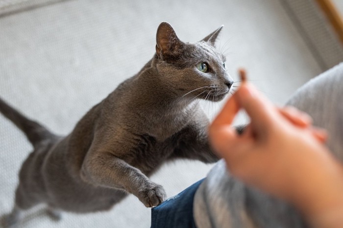 おやつを欲しがる猫