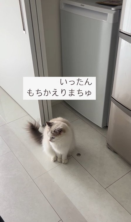 諦める猫