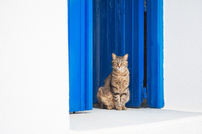 飼い主さんの帰りを待つ猫