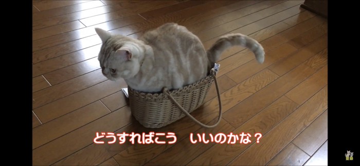 カゴバッグからしっぽがはみ出る猫