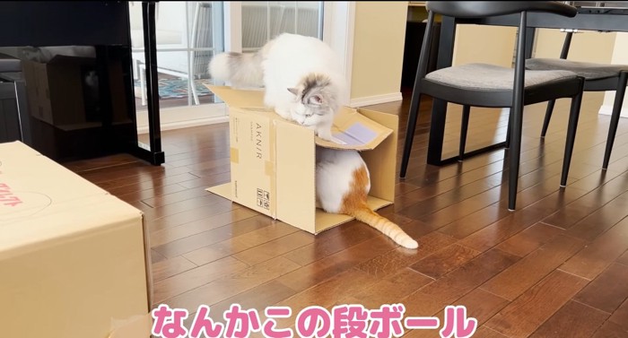 段ボールの上の猫