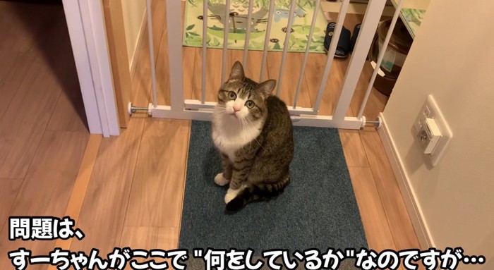 座っている猫