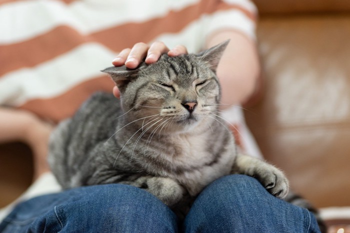 ひざ上に乗ってくつろいでいるサバトラ猫