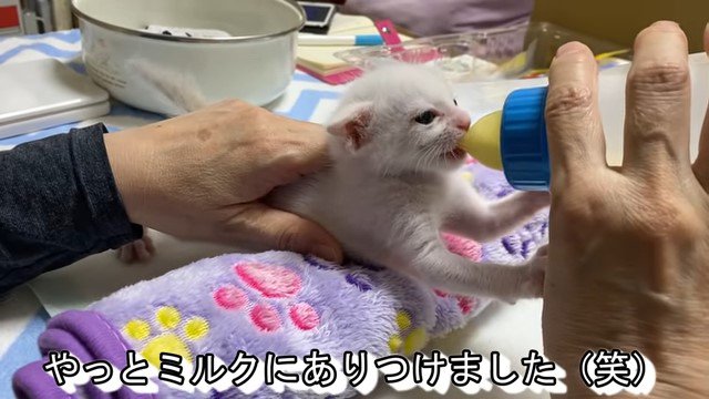 哺乳瓶からミルクを飲む子猫