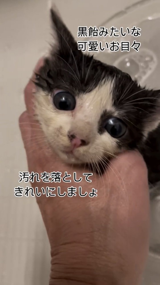 体を洗われる子猫