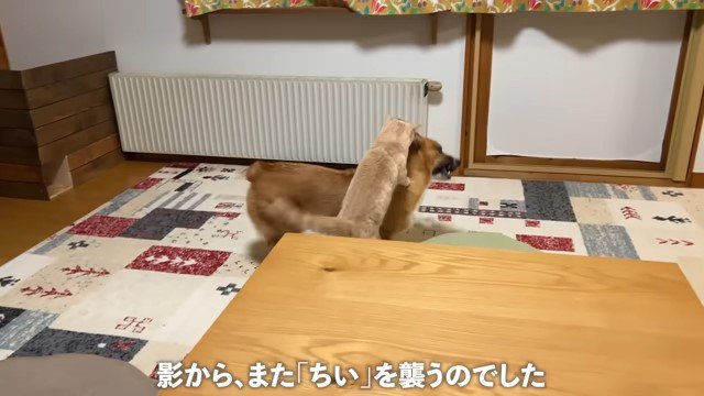 犬に覆いかかぶさる猫