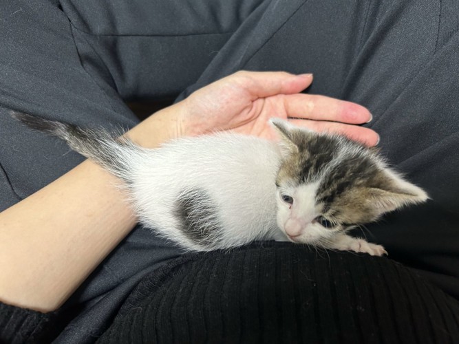 人の膝の上にいる子猫