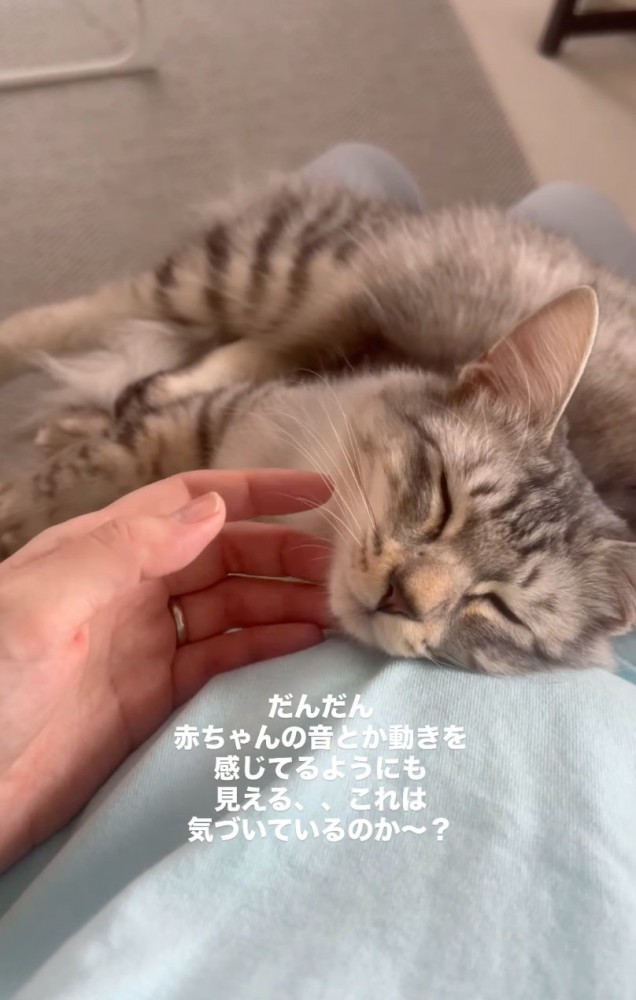 撫でてもらう猫