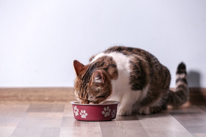 ご飯を食べる猫