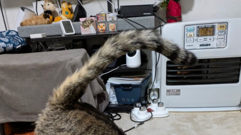 猫のしっぽ