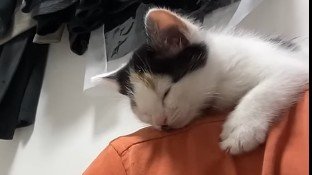 肩の上(アップ)