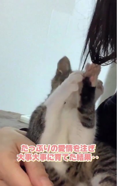 髪の毛にじゃれる子猫