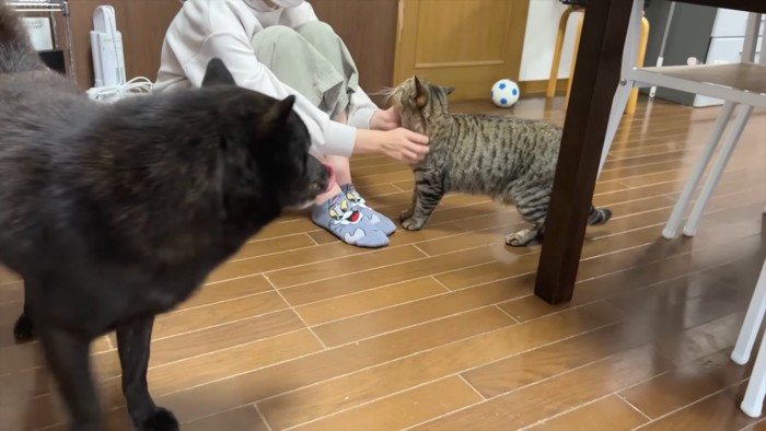 なでられる猫