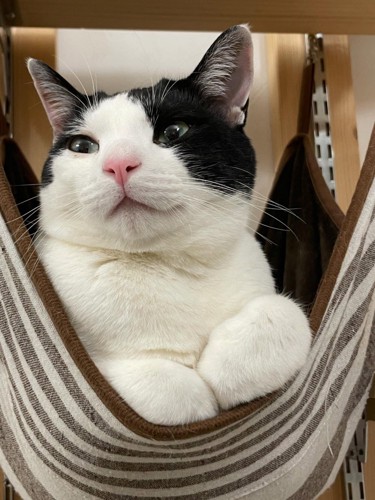 ハンモックで前足を畳んで乗る猫