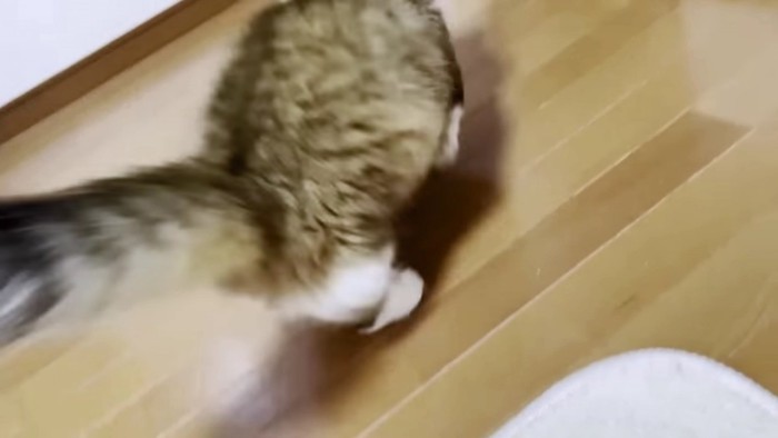 ダッシュする猫