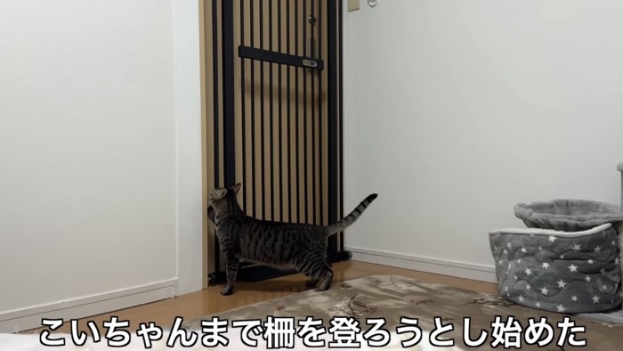 柵に手をかける猫