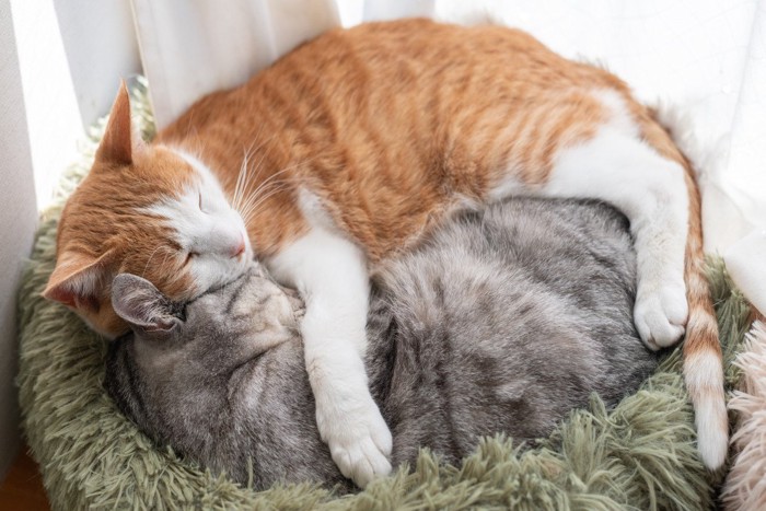 くっついて眠る2匹の猫