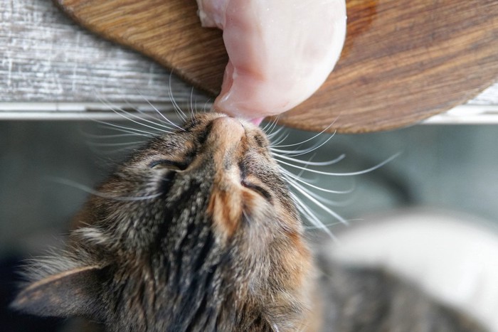 鶏肉を食べようとする猫