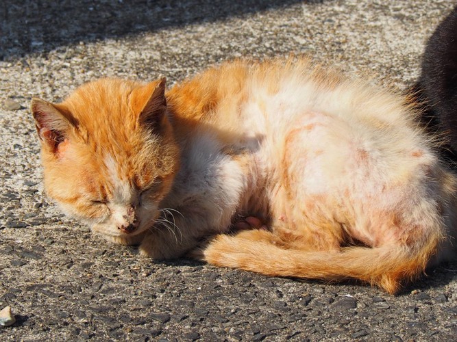 毛艶の悪い老猫