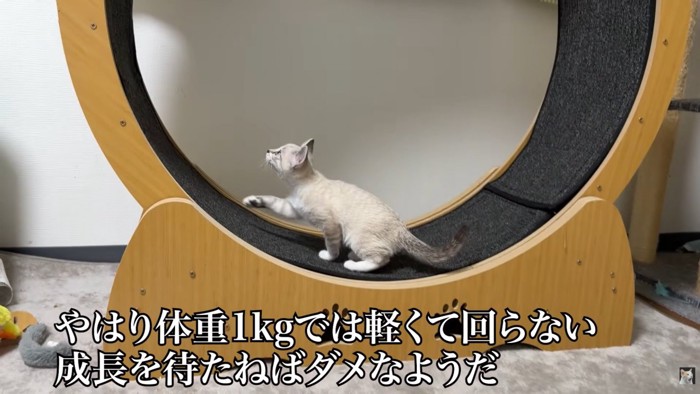 テロップ「やはり体重～」