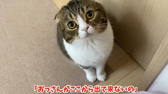 見上げる猫