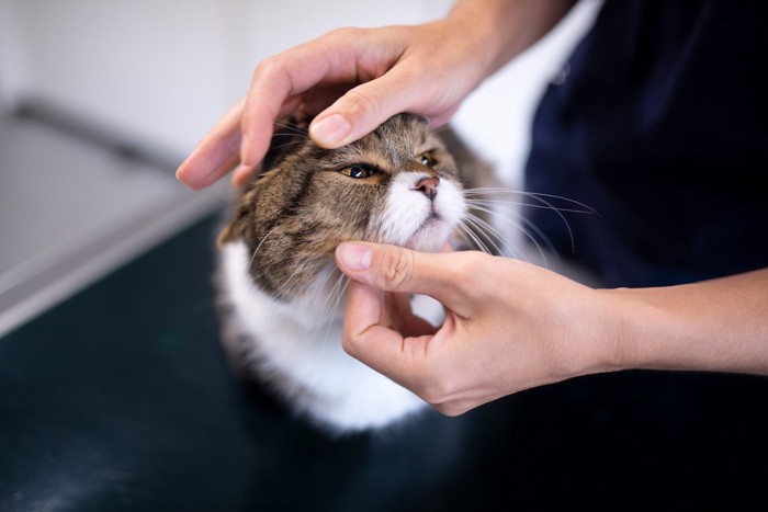 目の診察を受けている猫