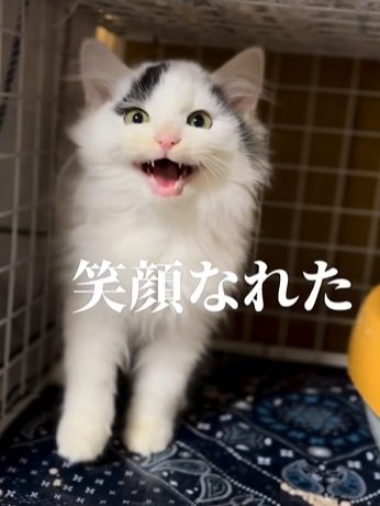 カメラ目線で口を開けている猫「笑顔になれた」