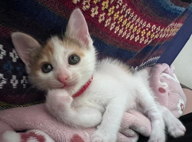 目がぱっちり開いた子猫