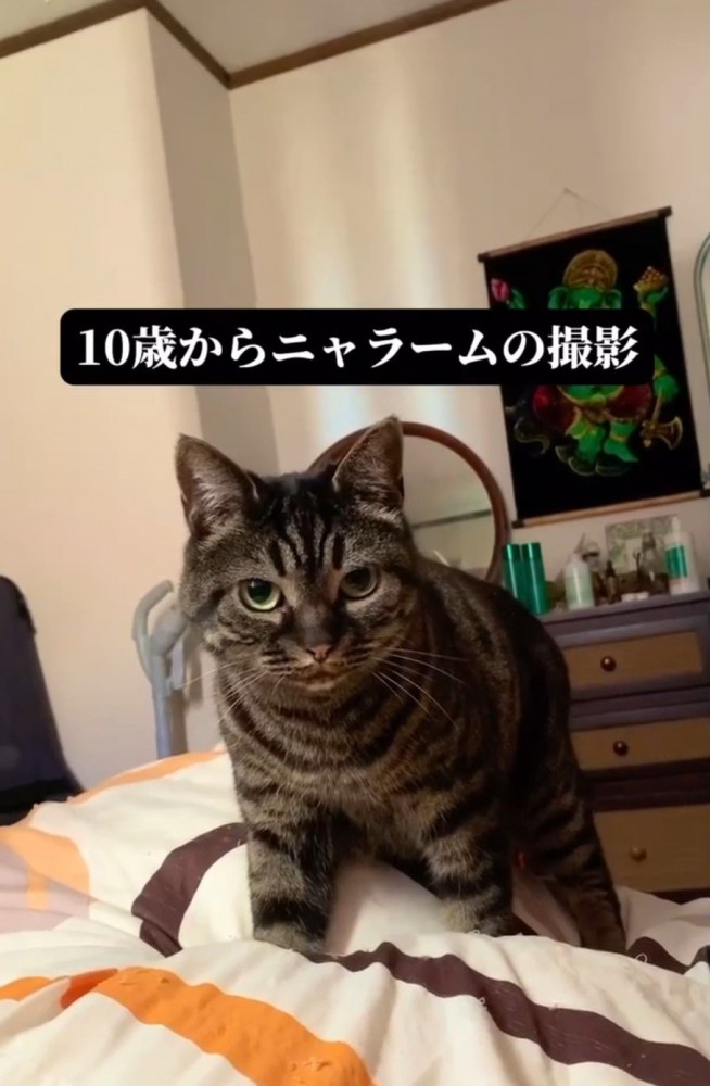 ベッドの上の猫