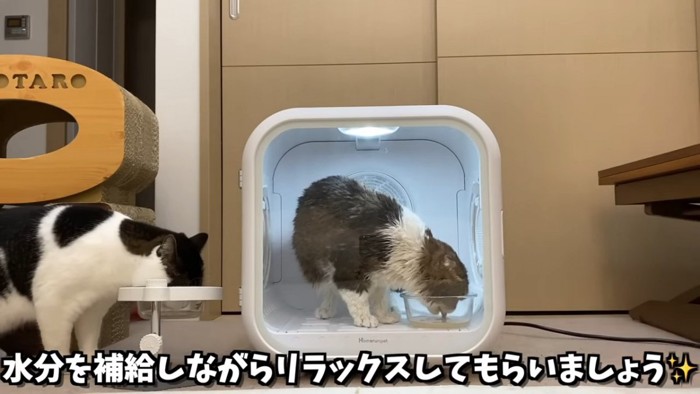 おやつを食べる猫