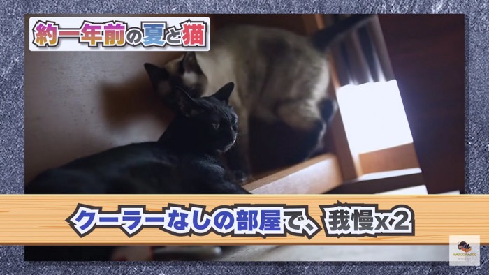 クーラーなしのシャム猫と黒猫