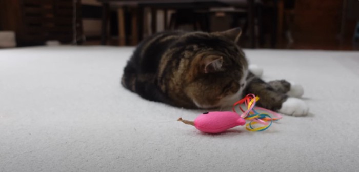 寝そべる猫と近くにおもちゃ