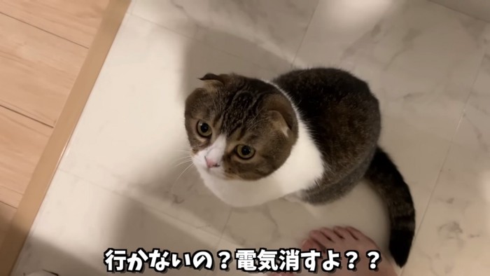 座って見上げる猫