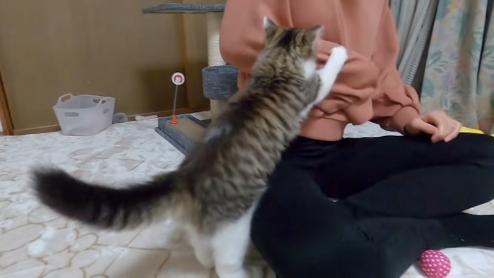 女性の腕に飛びつく猫