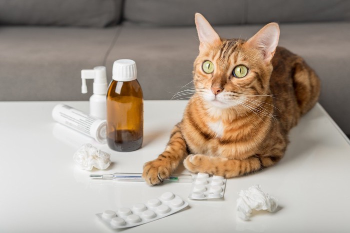 猫の投薬