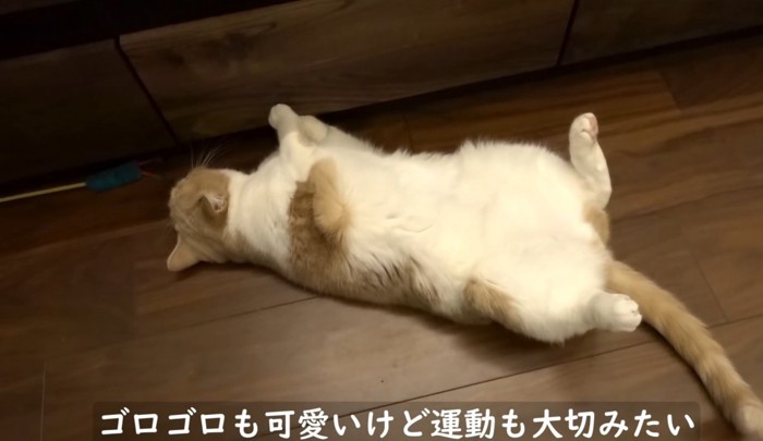 へそ天する猫