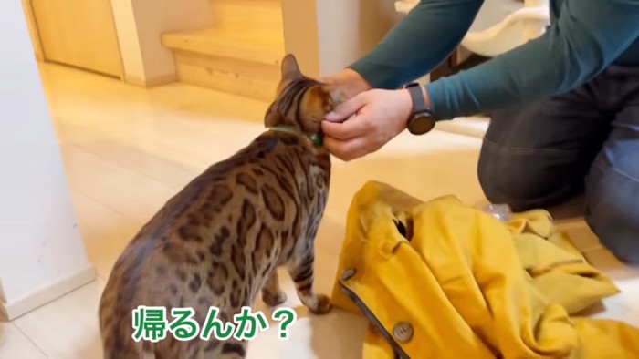 顔をなでられる猫