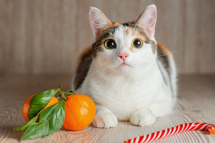 枝付きみかんと傍に座る三毛猫