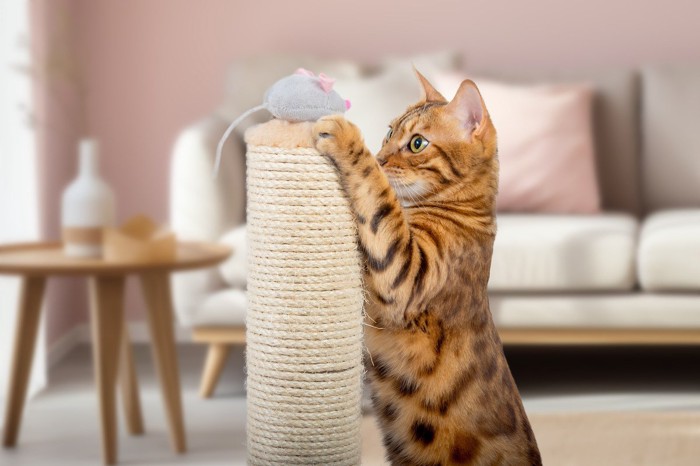 おもちゃで遊ぶ猫