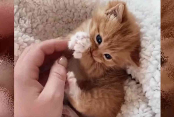 子猫と女性の手