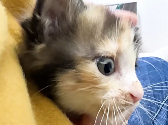 保護主さんに抱かれる三毛猫の子猫
