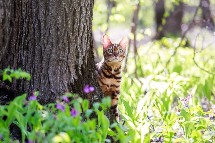 外を歩く猫