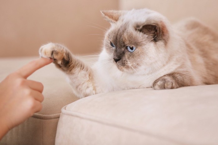 飼い主とハイタッチをする猫