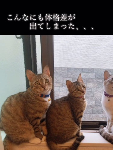 振り向く窓際の猫たち