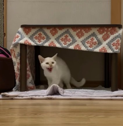 テーブルの下でシャーをしている子猫