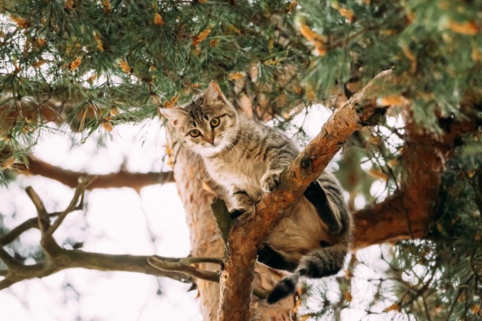 木の上の猫